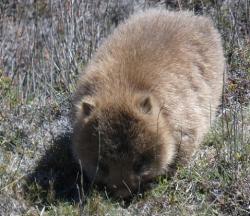 A furry mountain wombat